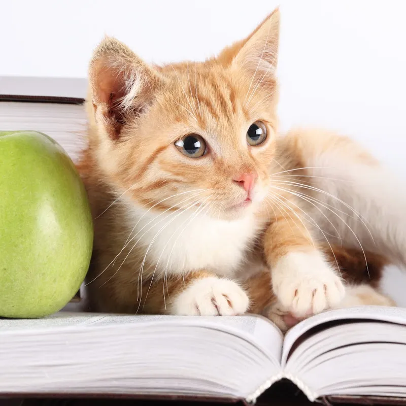 Syurga haiwan kesayangan yang comel