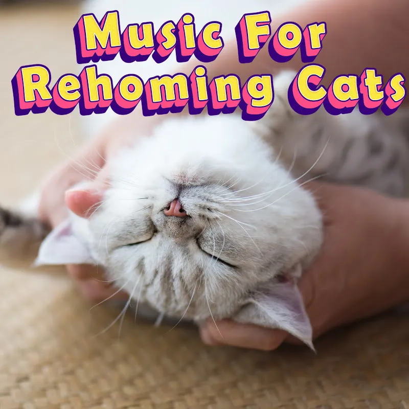 Music For Rehoming Cats - Topic